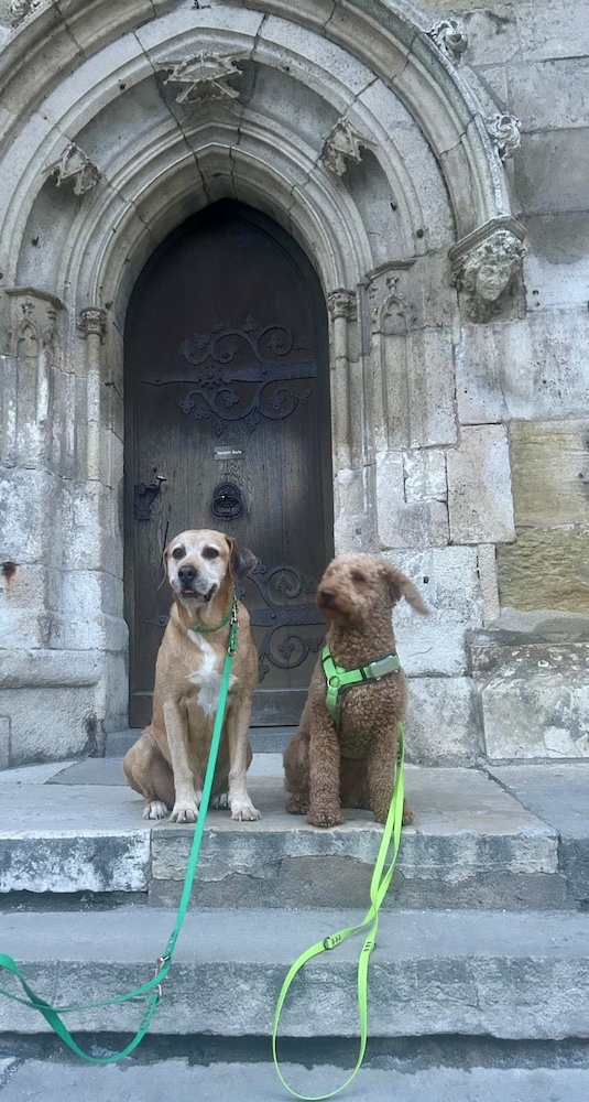 Ein neuer Weg mit der Pfotenzeit