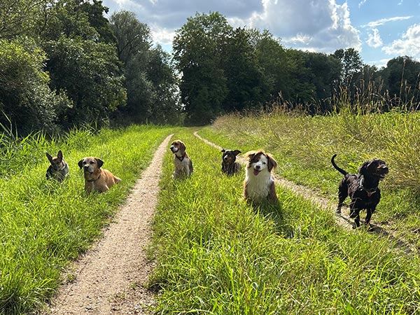 Pfotenzeit Hundeschule Regensburg - Gruppenstunde Pfotenfolge (auch) auf Distanz